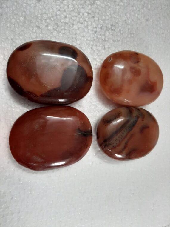 Gemstone Petrified wood Palm Stone